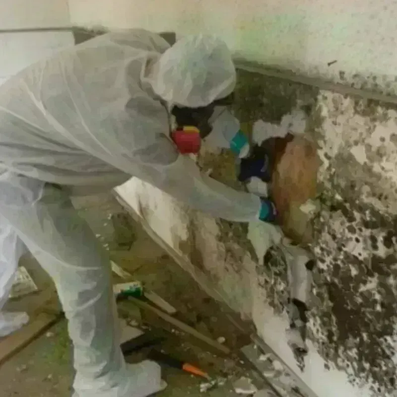 Mold Remediation and Removal in Sidney, MT